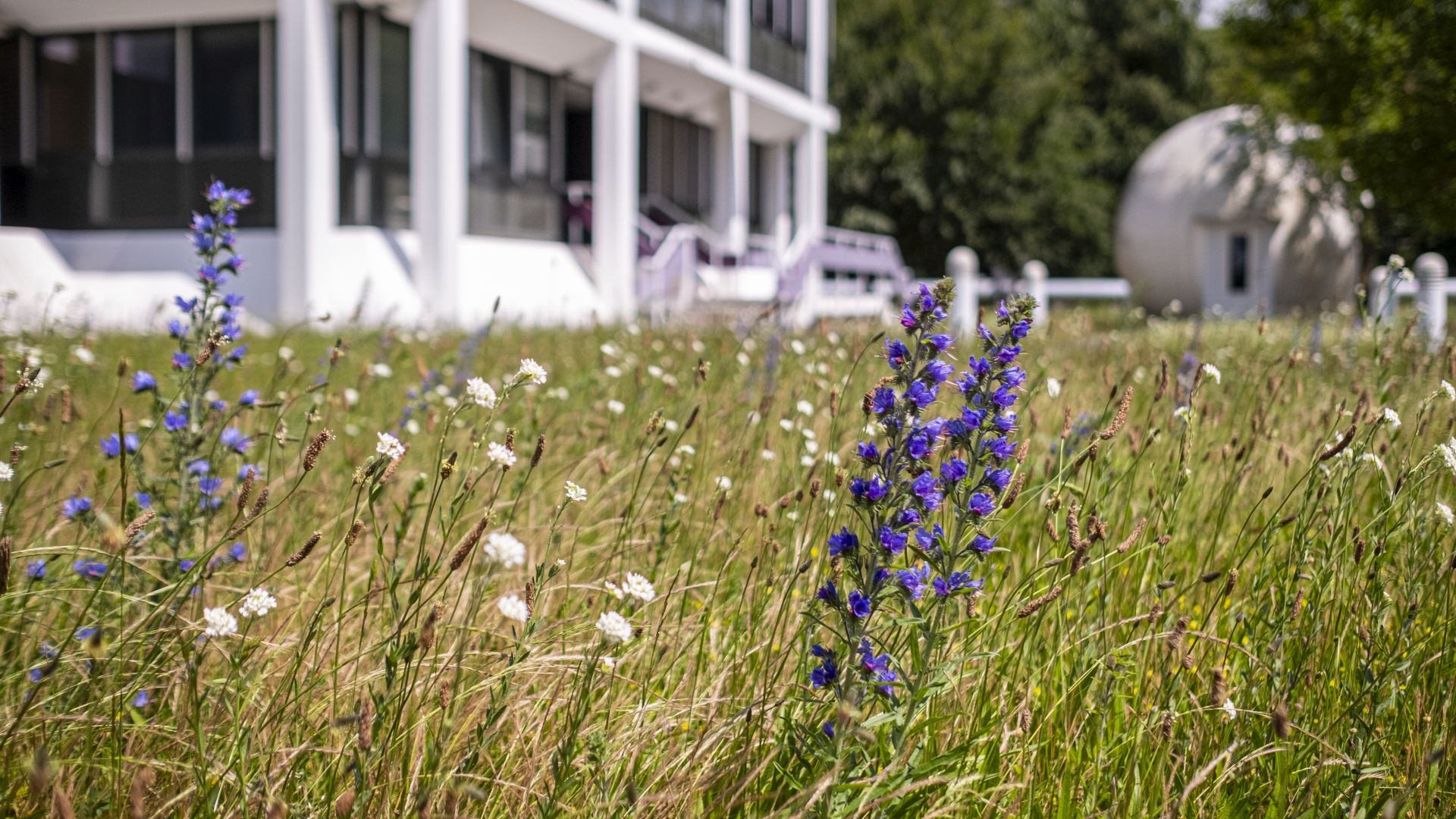 Lila Blumen, die sich im Wind biegen.