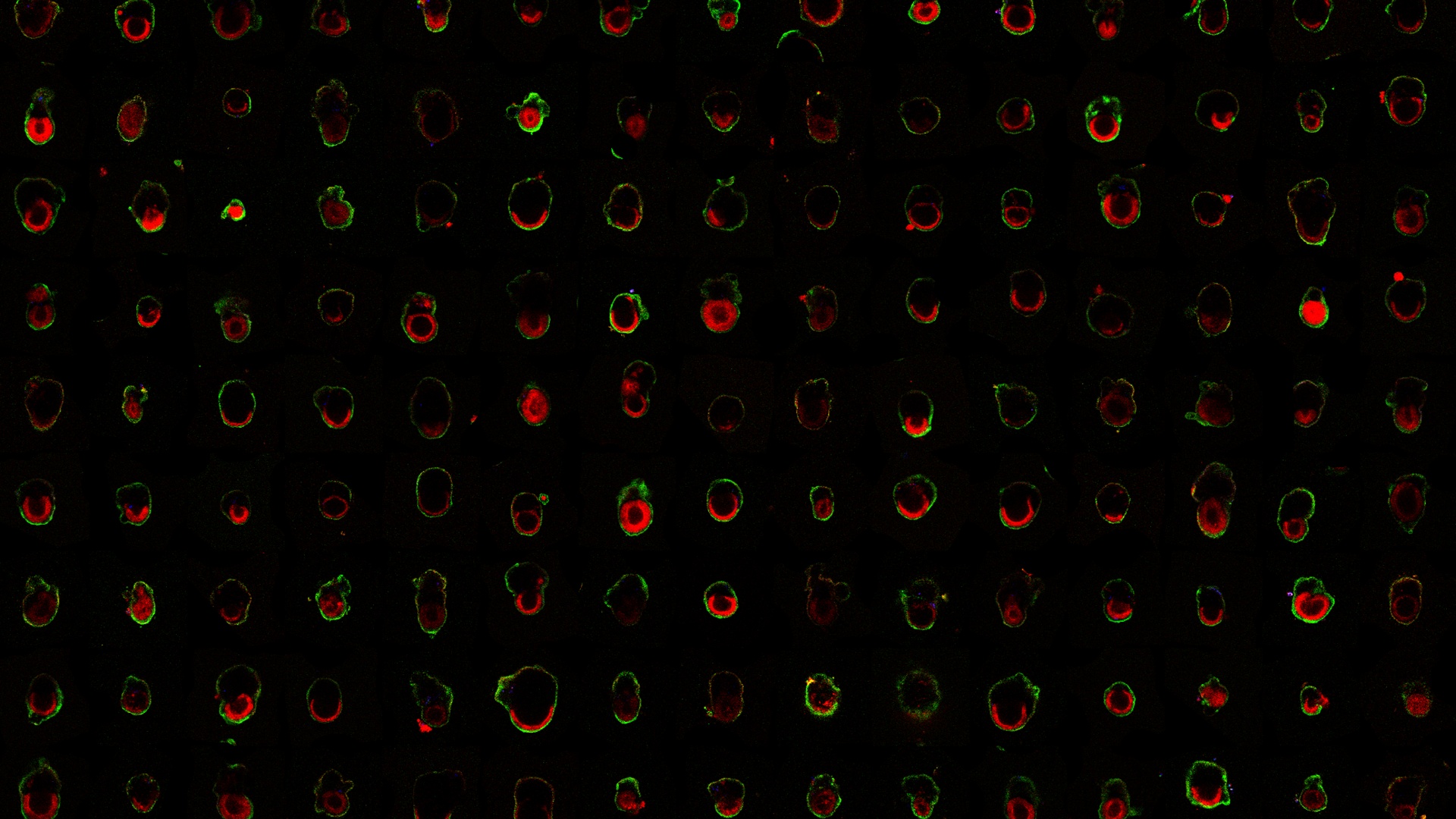 Mikroskopische Ansicht von Embryonen mit roten und grünen Fluoreszenzmustern.